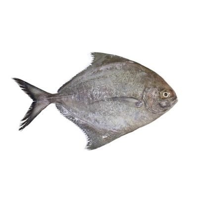 Black Pomfret