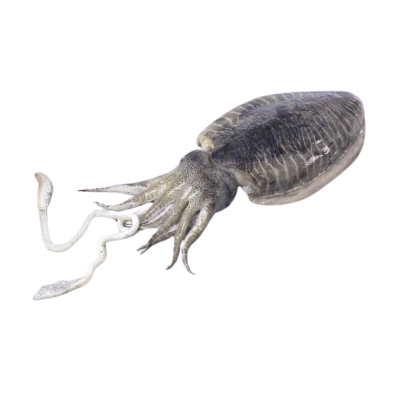 Cuttlefish Whole