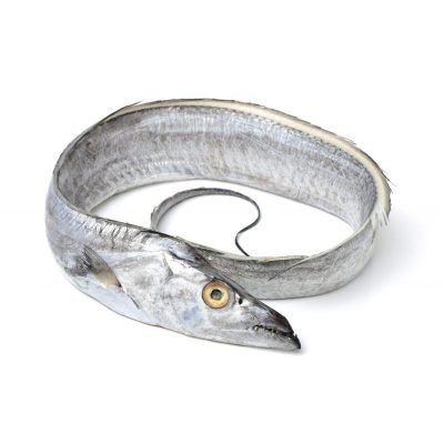 Ribbonfish