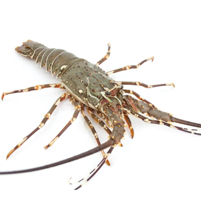 Rock Lobster