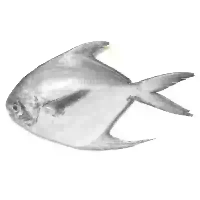 Silver Pomfret