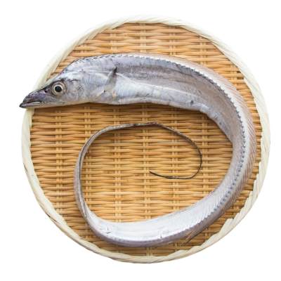 Tachiuo