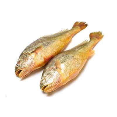 Yellow Croaker